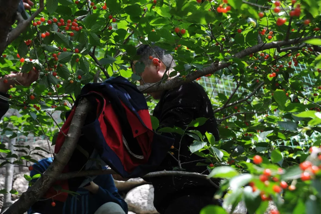 香蕉视频破解版污樱桃采摘